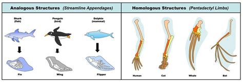 Def Of Comparative Anatomy