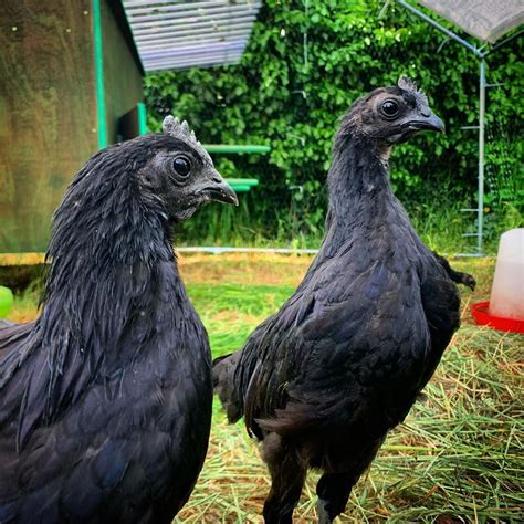 Ayam Cemani Chicken For Sale In Usa - Janadi Lamont