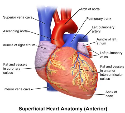 Cápsulas de aceite de chía para matener el corazón sano - Innatia.com