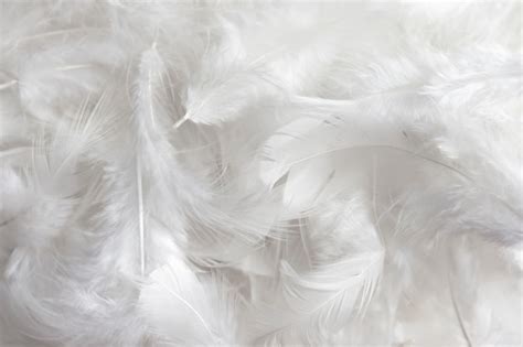 White feather texture background. | Premium Photo