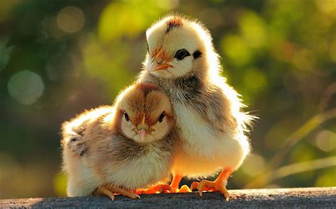 Download Cute Baby Chicks Animal Wallpaper | Wallpapers.com