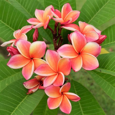 Plumeria Plant Select Rainbow (Potted) | Flower pots, Beautiful flowers ...