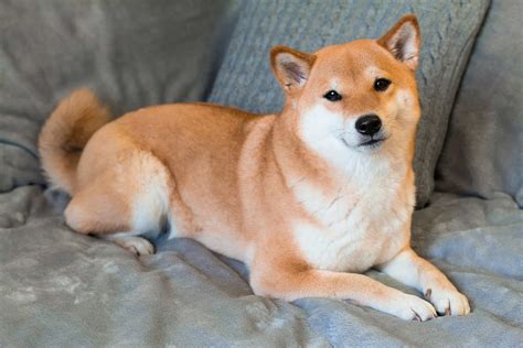 How Long Can A Shiba Inu Be Left Alone