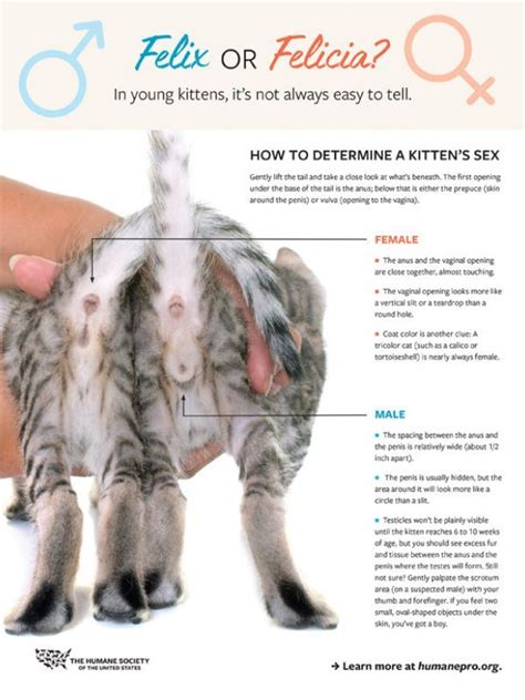 Fact sheet how to determine a kitten s sex – Artofit