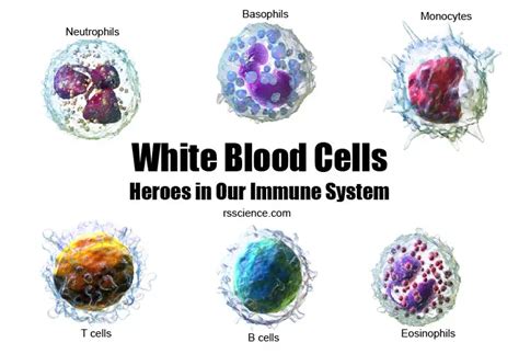 Are T Cells And B Cells White Blood Cells: Unveiling Their Roles