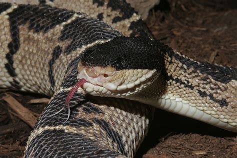 Venomous Snakes Of The Amazon Basin - WorldAtlas