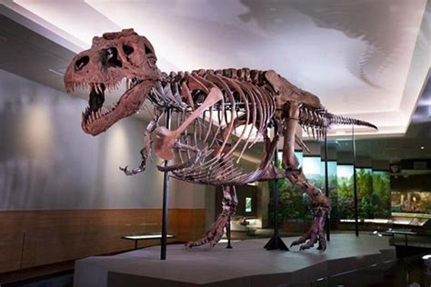 Sue the T. rex — Now With More Bones! — Goes Back on Display ...