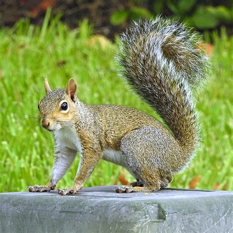 Sciurus carolinensis - NCBI - NLM