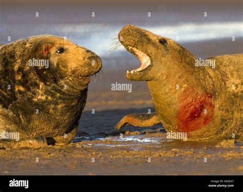 Grey Seals / (Halichoerus grypus Stock Photo - Alamy