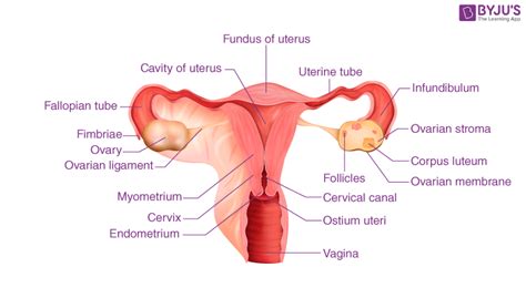 What is the Function and Structure of Fallopian Tubes?