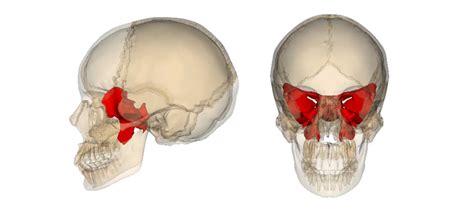 Sphenoid Bone - Anatomy, Structure, Location, Function | Learn from doctor