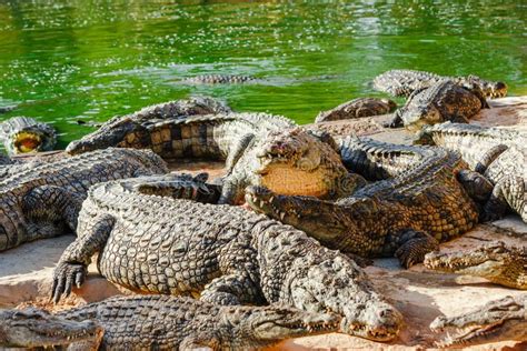 Crocodiles Bask In The Sun On The River Bank Stock Photo - Image of ...