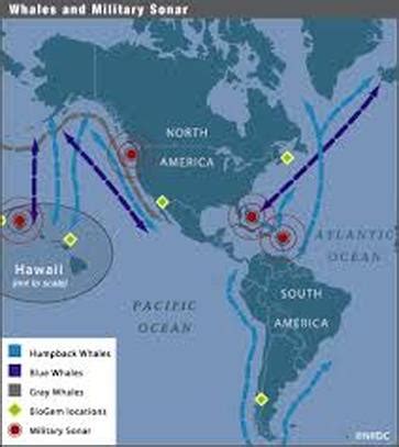 Blue Whale Migration Routes