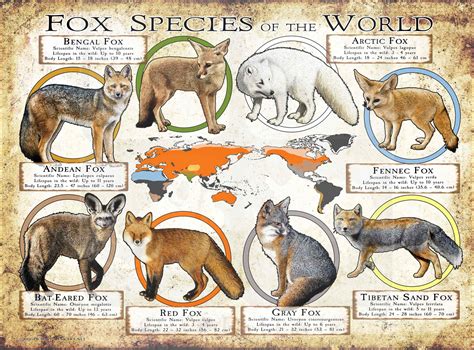 Fox Species of the World Poster Print