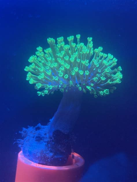 Neon Green Toadstool Leather - Reef Life Aquatics