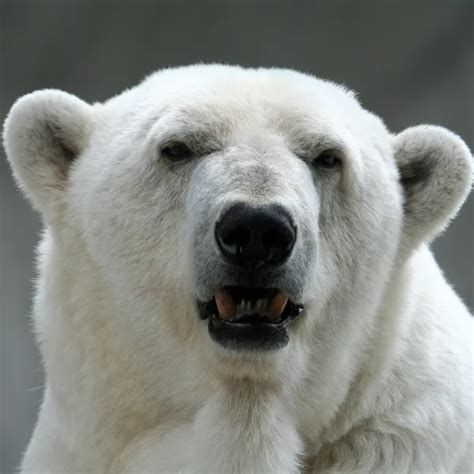 Polar bear skin — Stock Photo © Nomadsoul1 #3615649