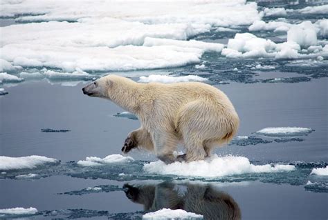 Reimagining humanity’s obligation to wild animals | Salon.com