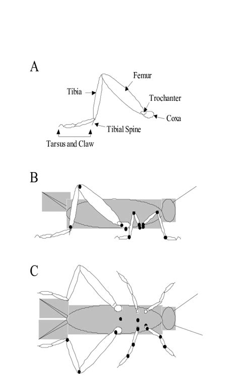 Schematic of cricket. A. Hind leg with segments identified. B. Side ...