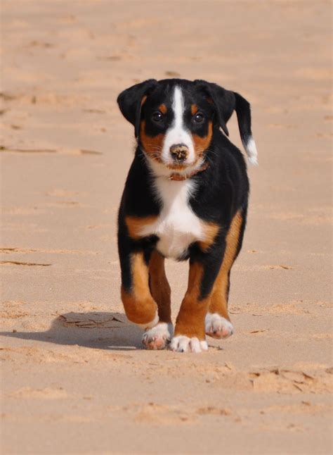 Appenzeller Sennenhund, Bouvier Appenzellois, Swiss Mountain Dog ...