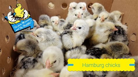 Silver Spangled Hamburg Chicken - Chicks for Sale | Cackle Hatchery