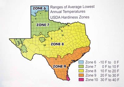 Coping With Freeze Damage - Neil Sperry's GARDENS