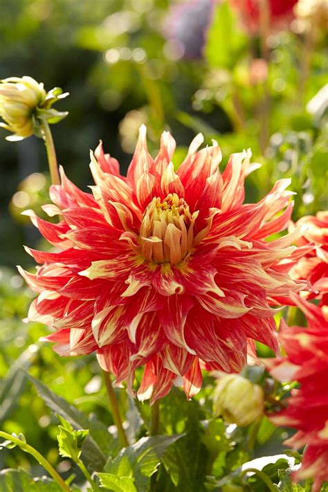 Types of Dahlias: Flower Styles and Sizes - Longfield Gardens in 2021 ...