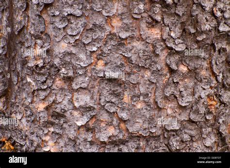 Spruce bark, Banff National Park, Alberta, Canada Stock Photo - Alamy