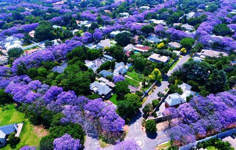 Jacaranda Tree