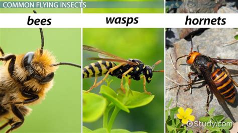 What Is The Difference Between Hornets And Wasps | Progressive Smart Quiz