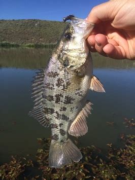 Fishing for Sacramento Perch (native)