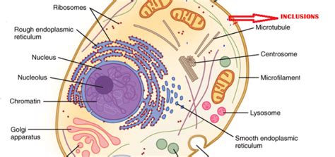 Cytoplasm Definition