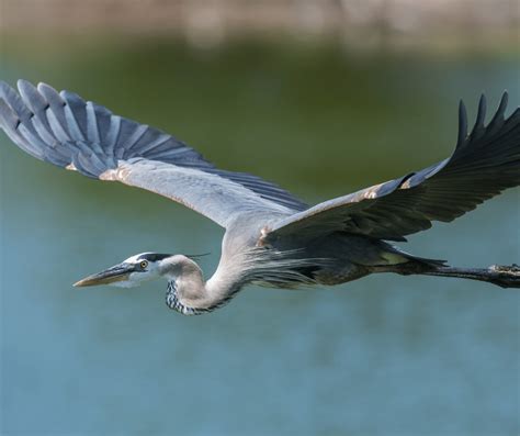 Heron Meanings: Symbolism and Significance - symbolismguide.com