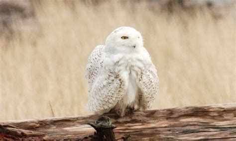 Snowy Owl