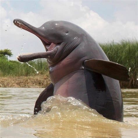 Gem in the River – Ganges River Dolphins – Lakes of India