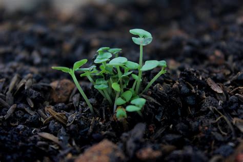 Fotografia De Close Up De Planta Verde · Foto profissional gratuita