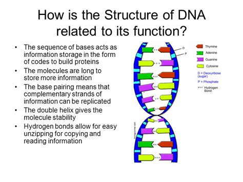 DNA:Structure and function,Protein Synthesis - Parker S AP bio 3rd period