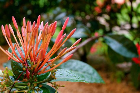 an orange and red flower with green leaves