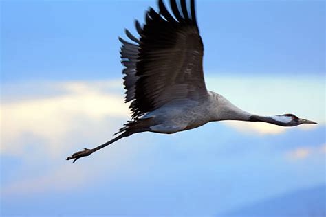 Royalty Free Crane Flying Pictures, Images and Stock Photos - iStock