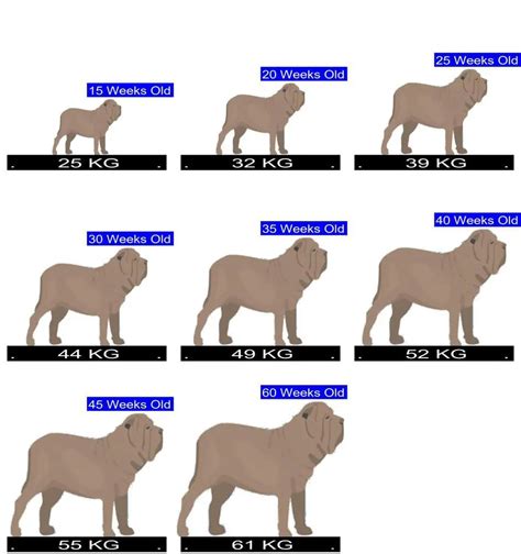 How Much Should Neapolitan Mastiff Weigh? Neapolitan Mastiff Weight ...