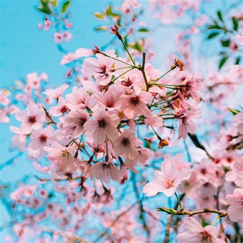 99+ Background Bunga Sakura Jepang Picture - MyWeb