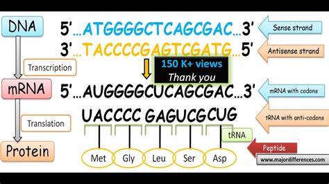 Difference between Sense Strand and Antisense Strand of DNA | Coding ...