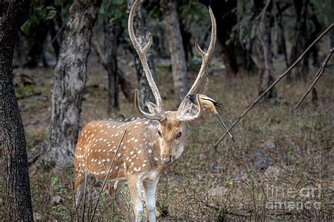 Spotted Deer #2 Photograph by Pravine Chester - Fine Art America