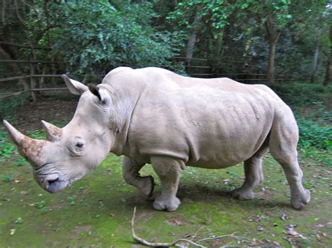 The White Rhino | Animal Facts & New Photos | The Wildlife