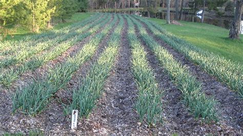 Charlie's Gourmet Garlic: A Multimedia Tour of the Garlic Farm