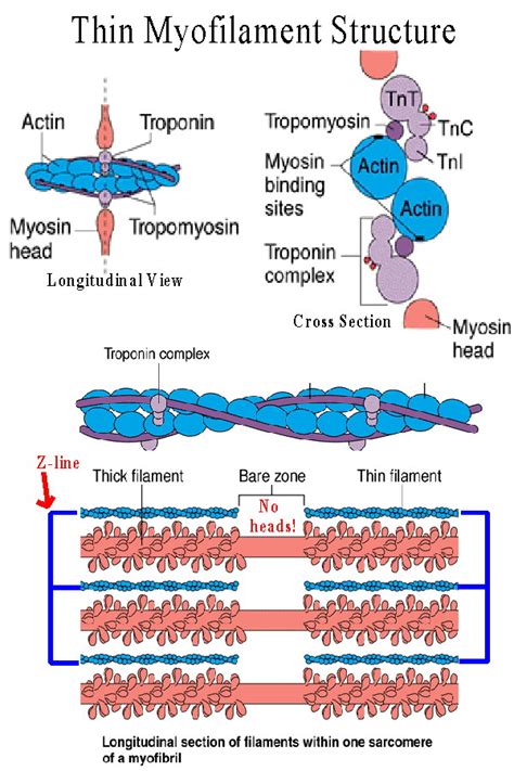 BIOL 237 Class Notes - Muscle Cells & Muscle Physiology