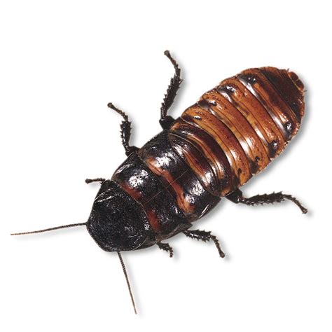 Madagascar Hissing Cockroach, Adults | Carolina Biological Supply