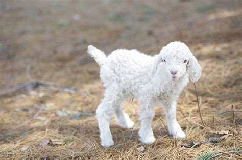 This Angora goat baby is right from my hobby farm. {Nickel Farms ...