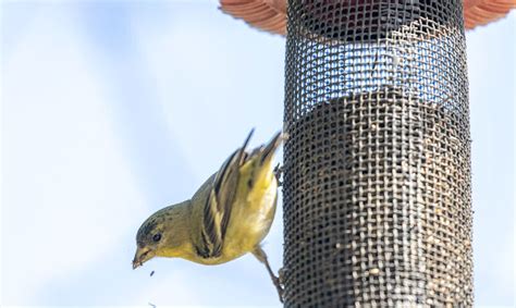 How does a Finch feeder work - Wildlifeful