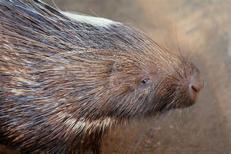 Porcupine, Cape - Fascinating Africa