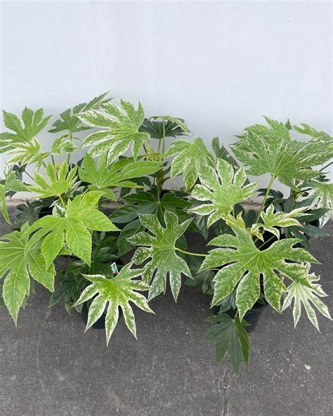 Fatsia Japonica Variegated - Gippsland Indoor Plants